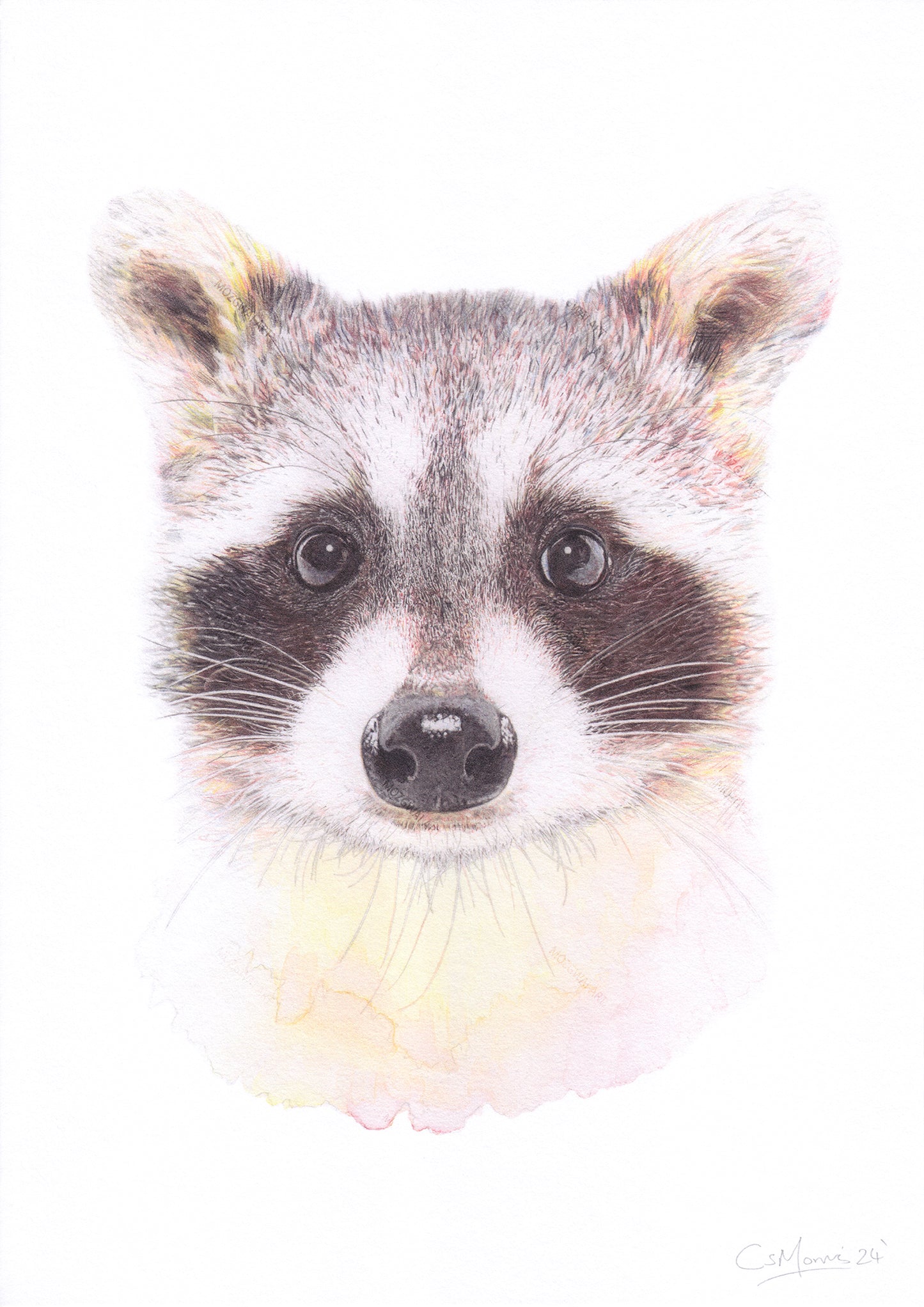 Retrato de mapache Lámina artística