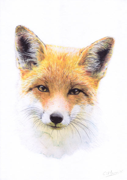 Fox Portrait Art Print | Wildlife Animal Wall Art | Nature Decor