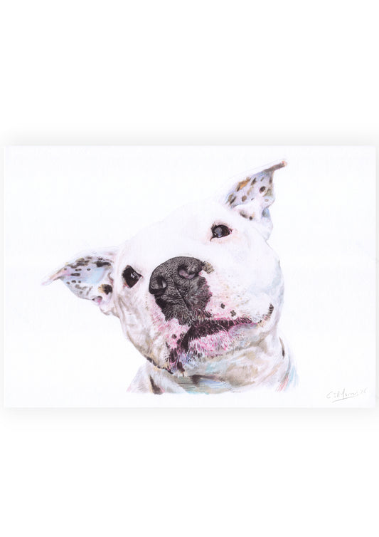Realistic White Staffy Art Print | Staffordshire Bull Terrier Dog Wall Art
